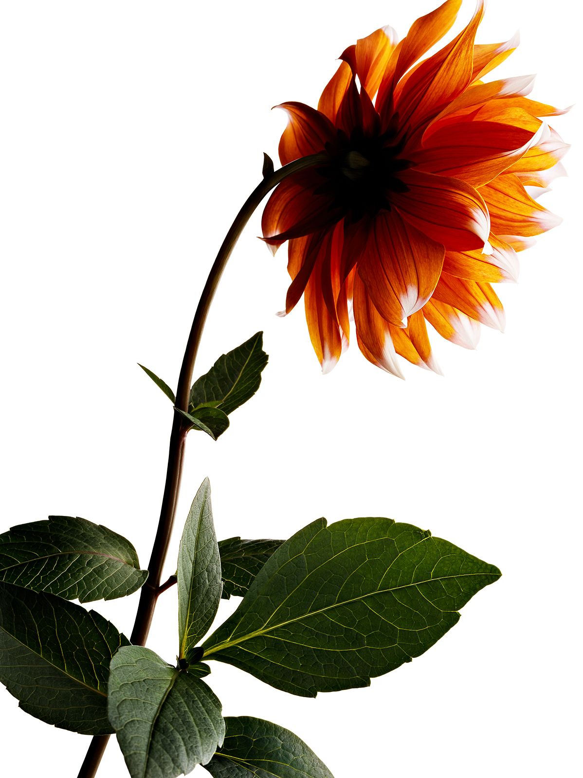 BLUMEN / DAHLIE Nr.1