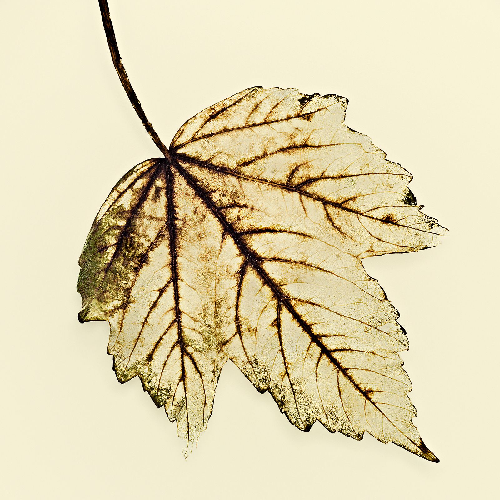 VERMODERTES LAUB / AHORN Nr.2