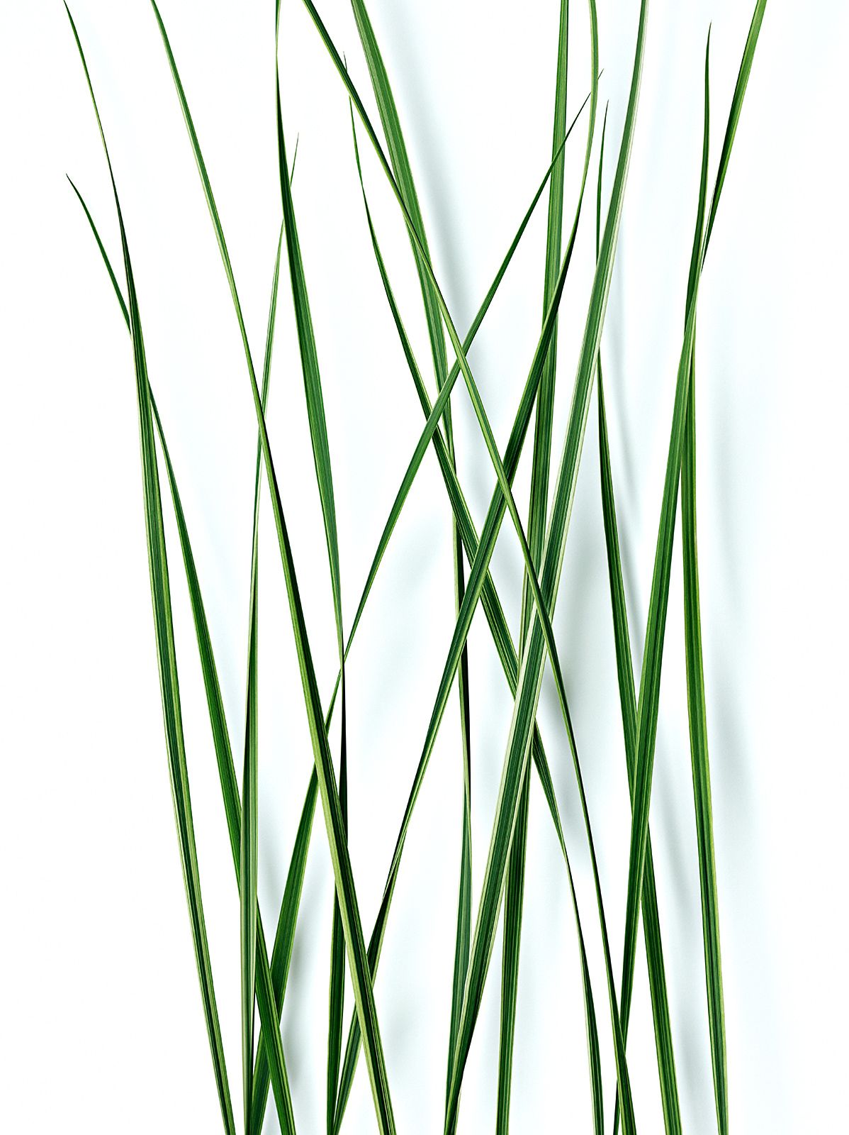 GRÄSER Nr.2