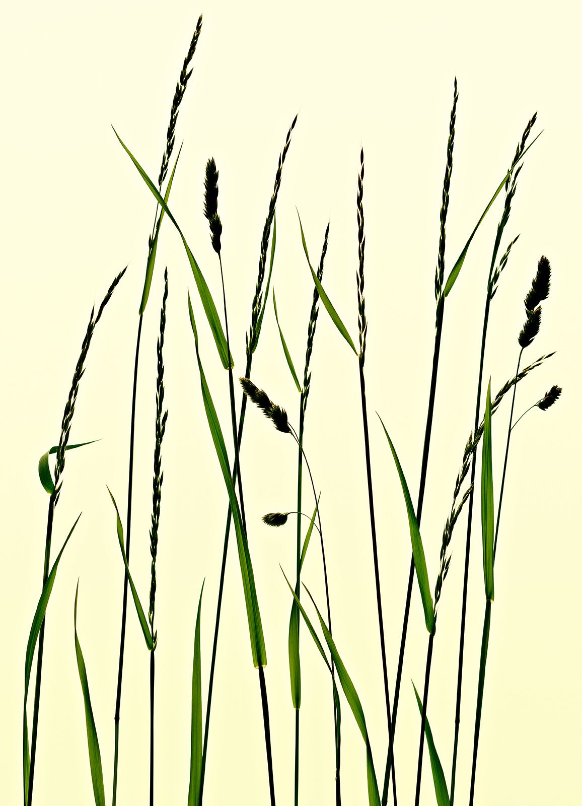 WIESENGRÄSER