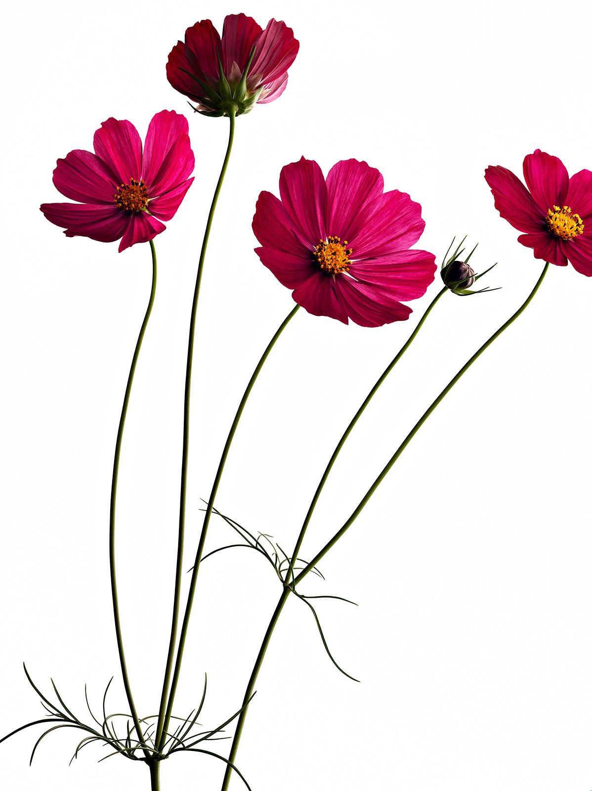 BLUMEN / KOSMEE