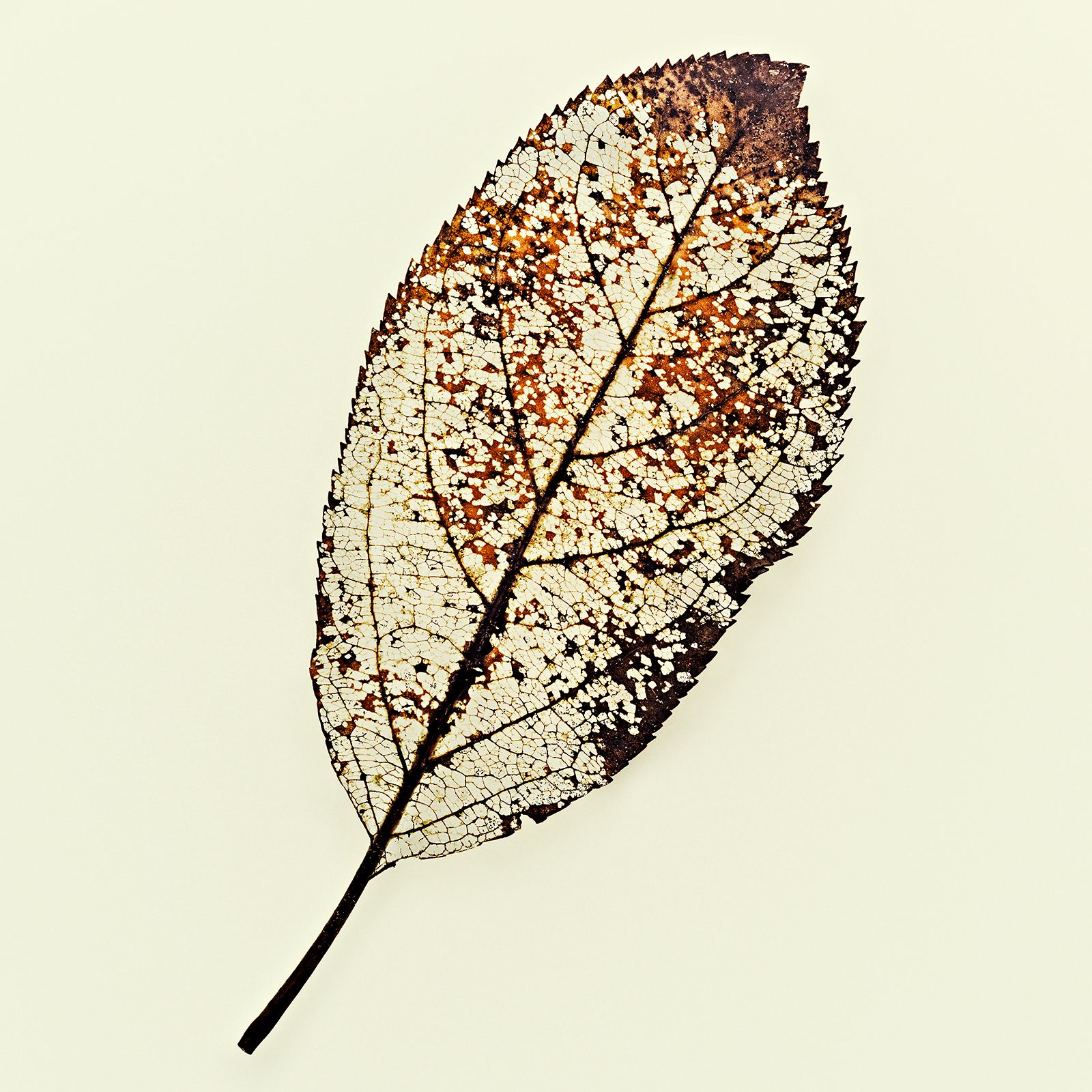 VERMODERTES LAUB / PALMWEIDE