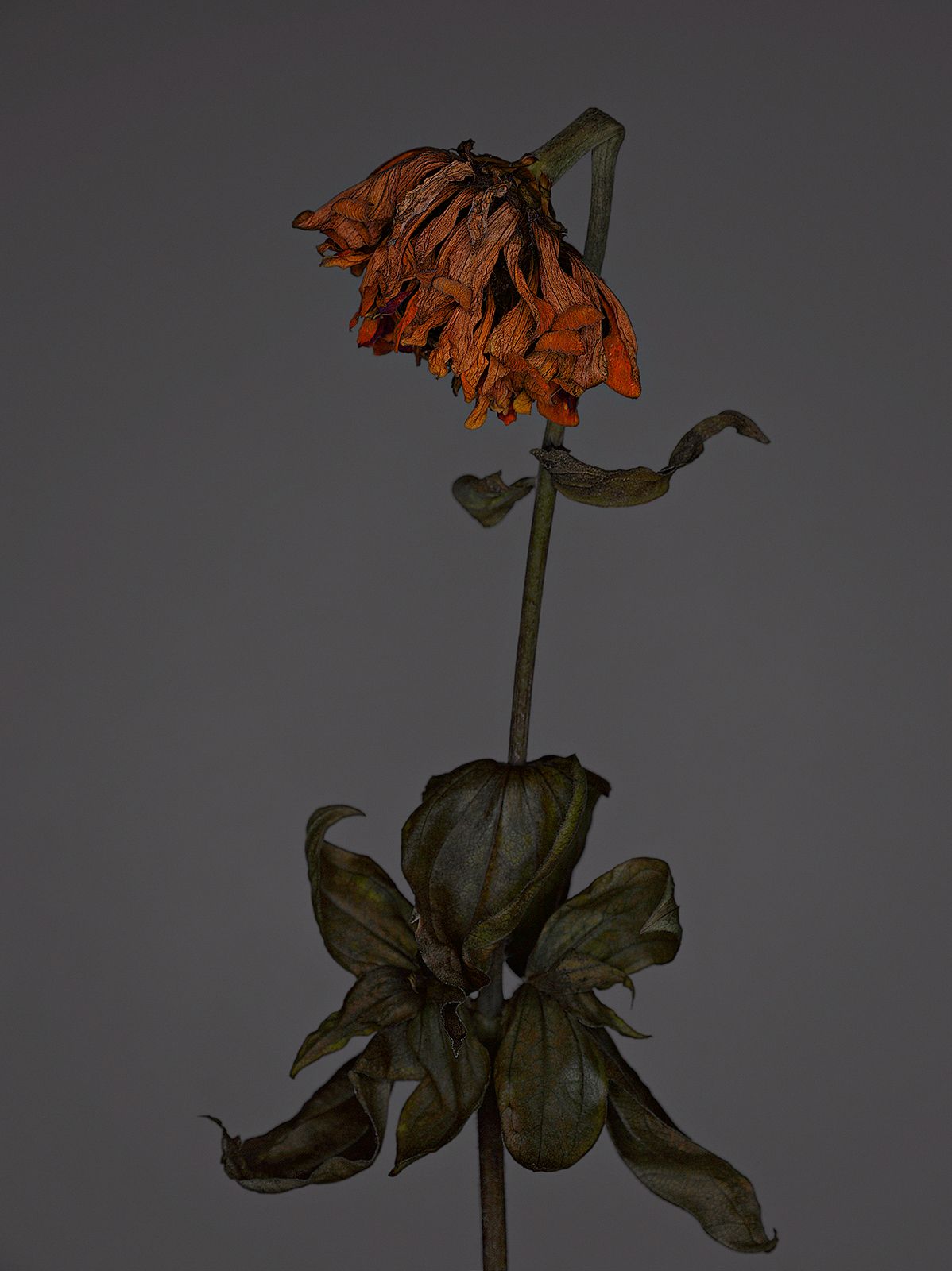 VERBLÜHTE BLUMEN Nr.1