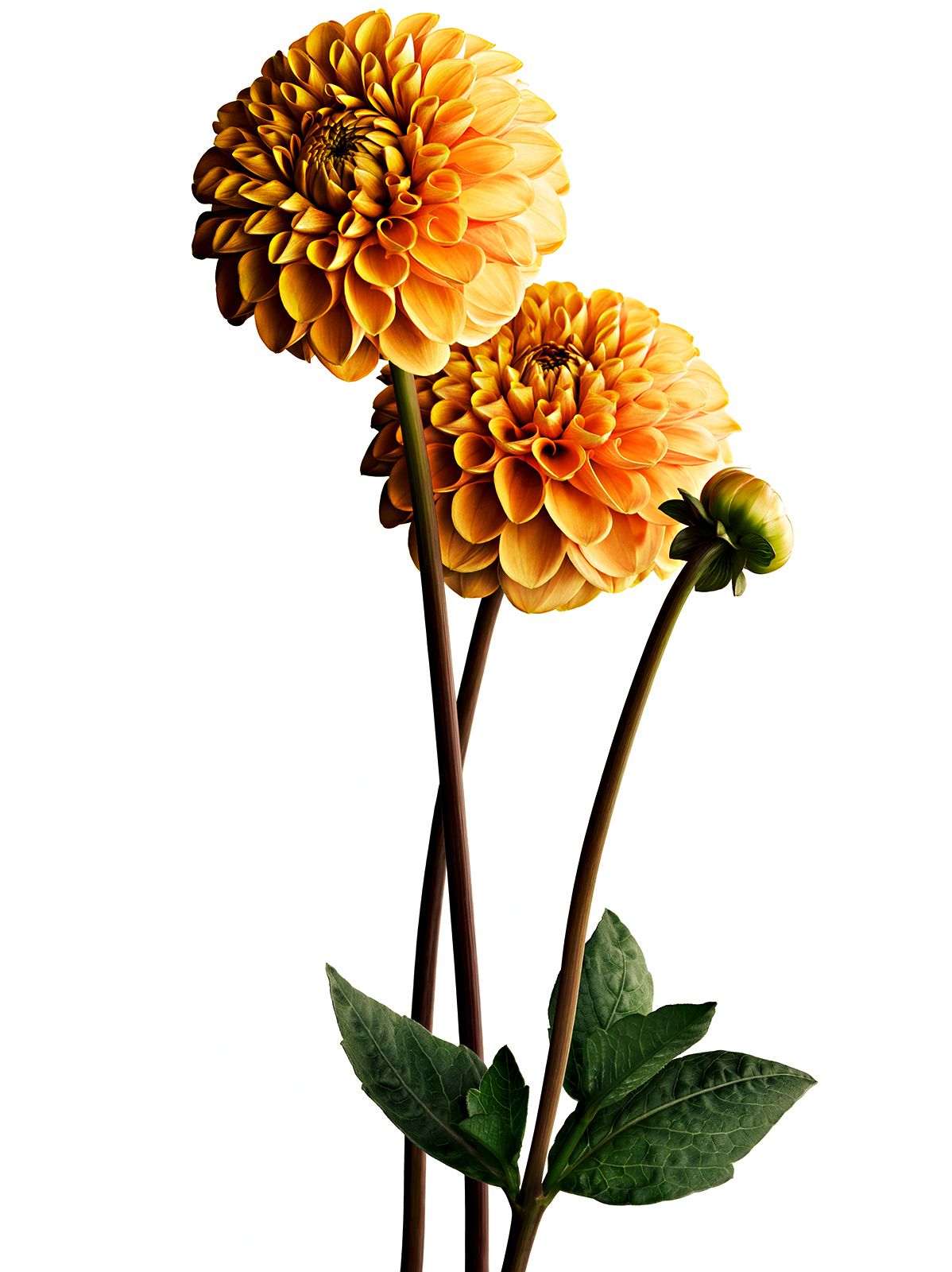 BLUMEN / DAHLIE Nr.3