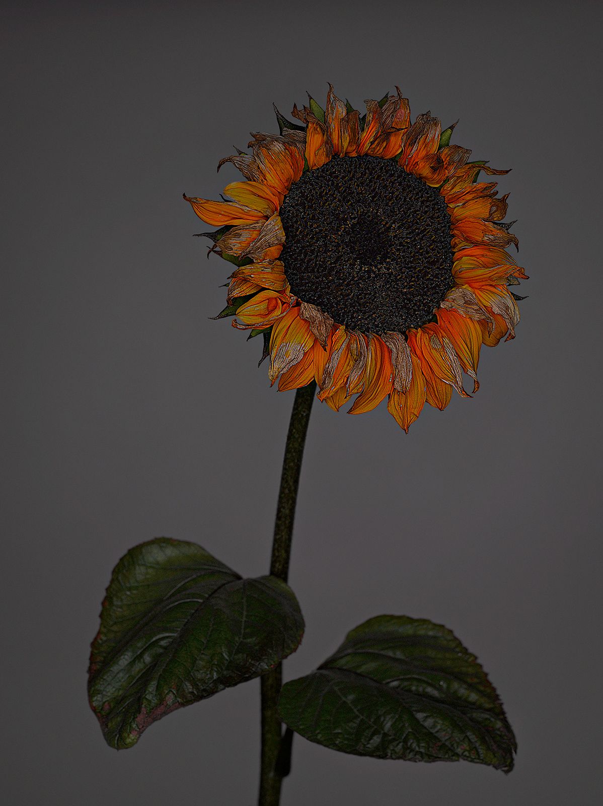 VERBLÜHTE BLUMEN Nr.6