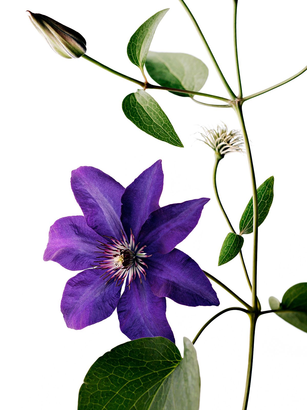 BLUMEN / WALDREBE