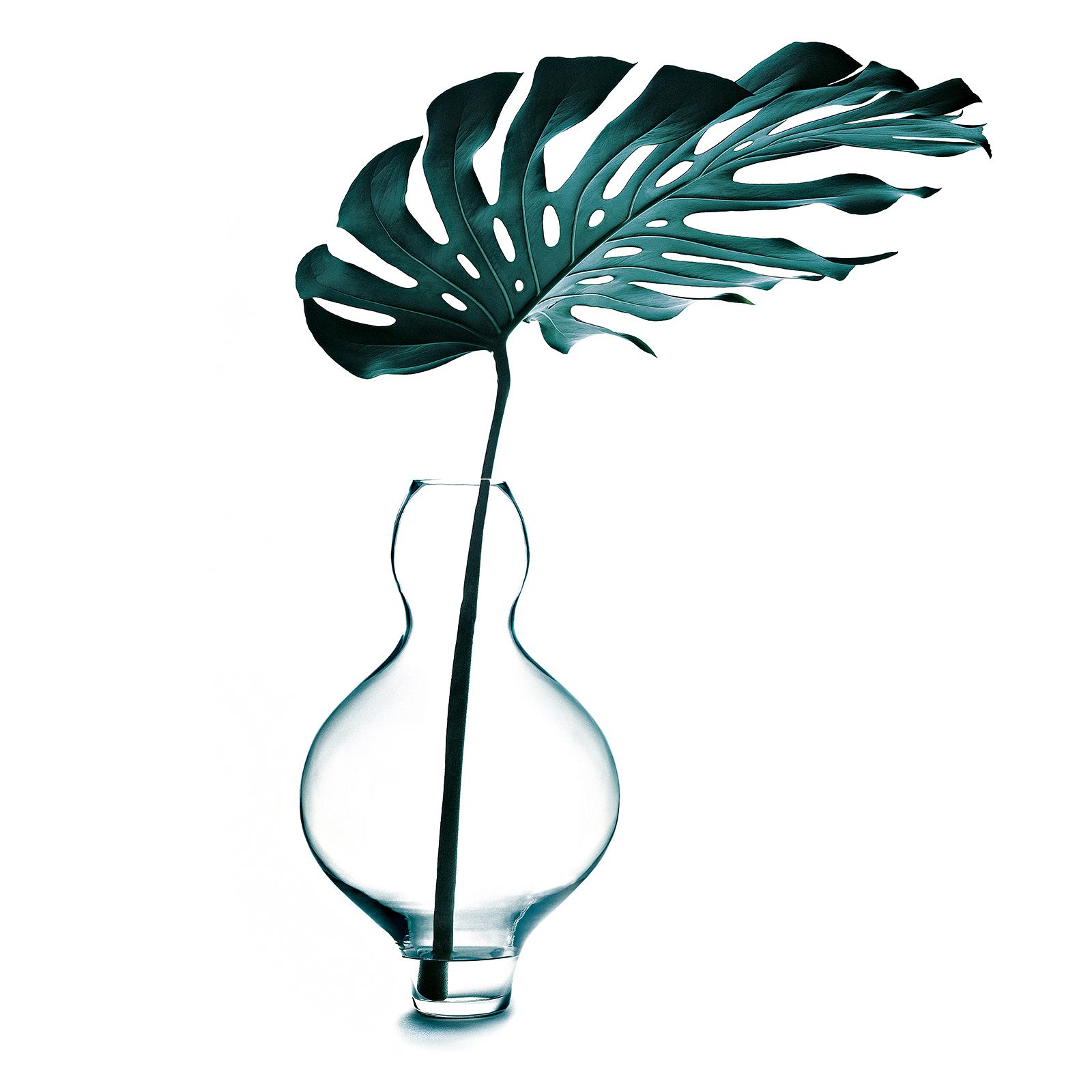 SACHAUFNAHMEN / PHILODENDRON