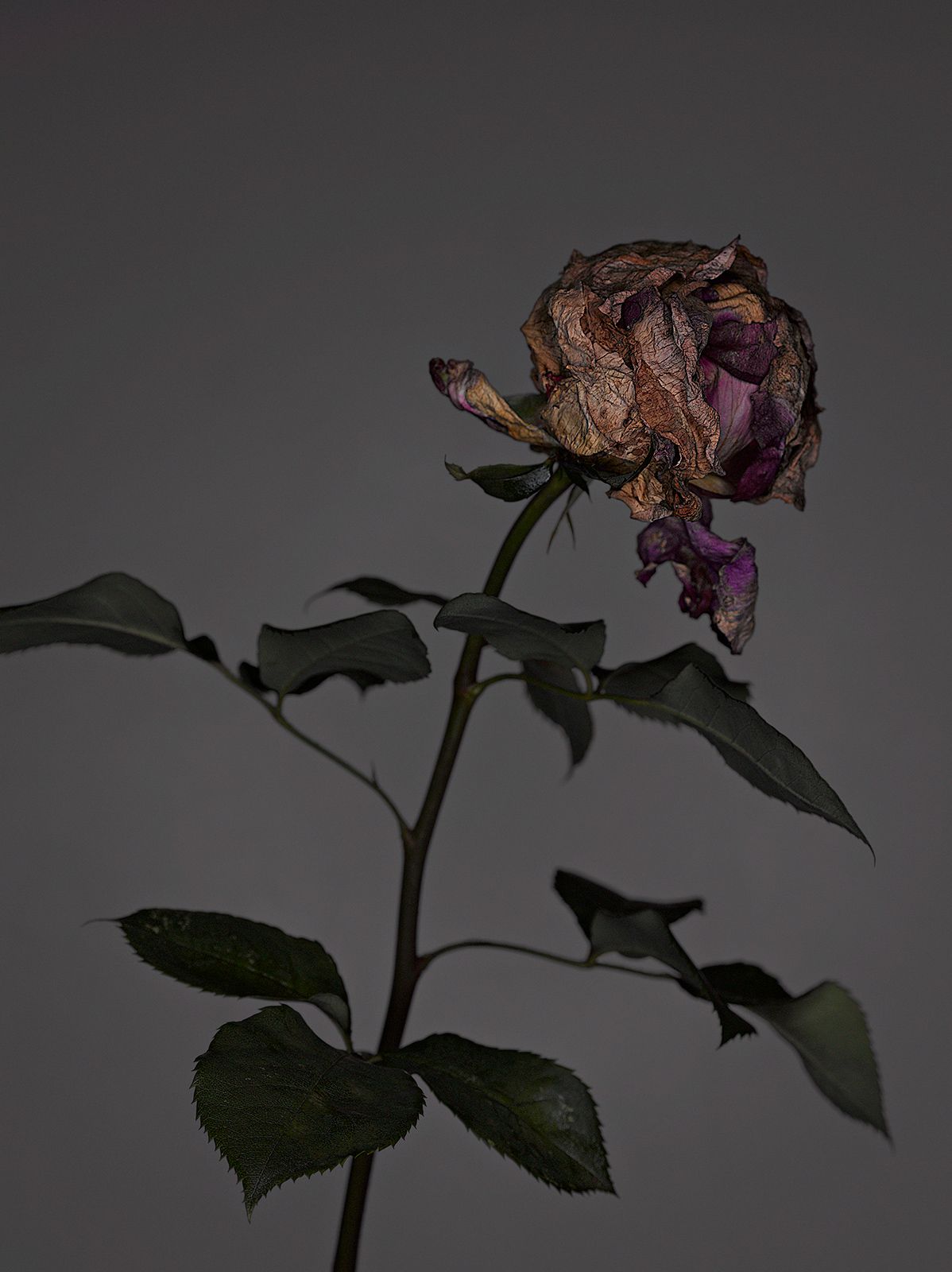 VERBLÜHTE BLUMEN Nr.3