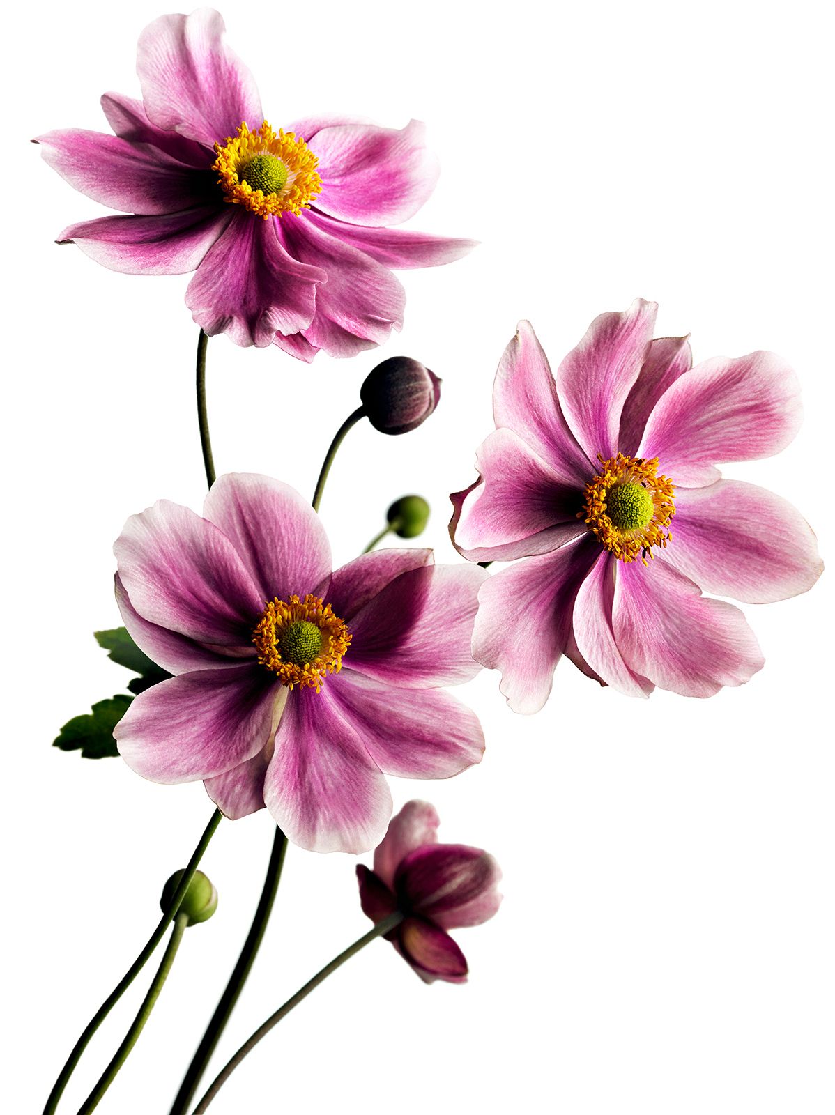BLUMEN / ANEMONE