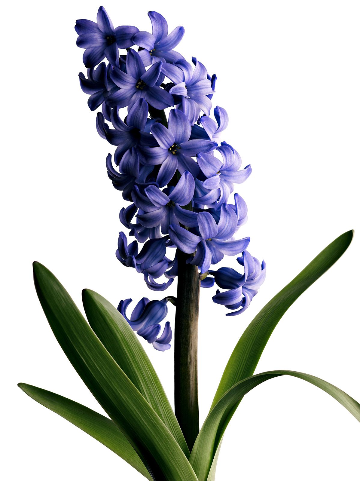 BLUMEN / HYAZINTHE