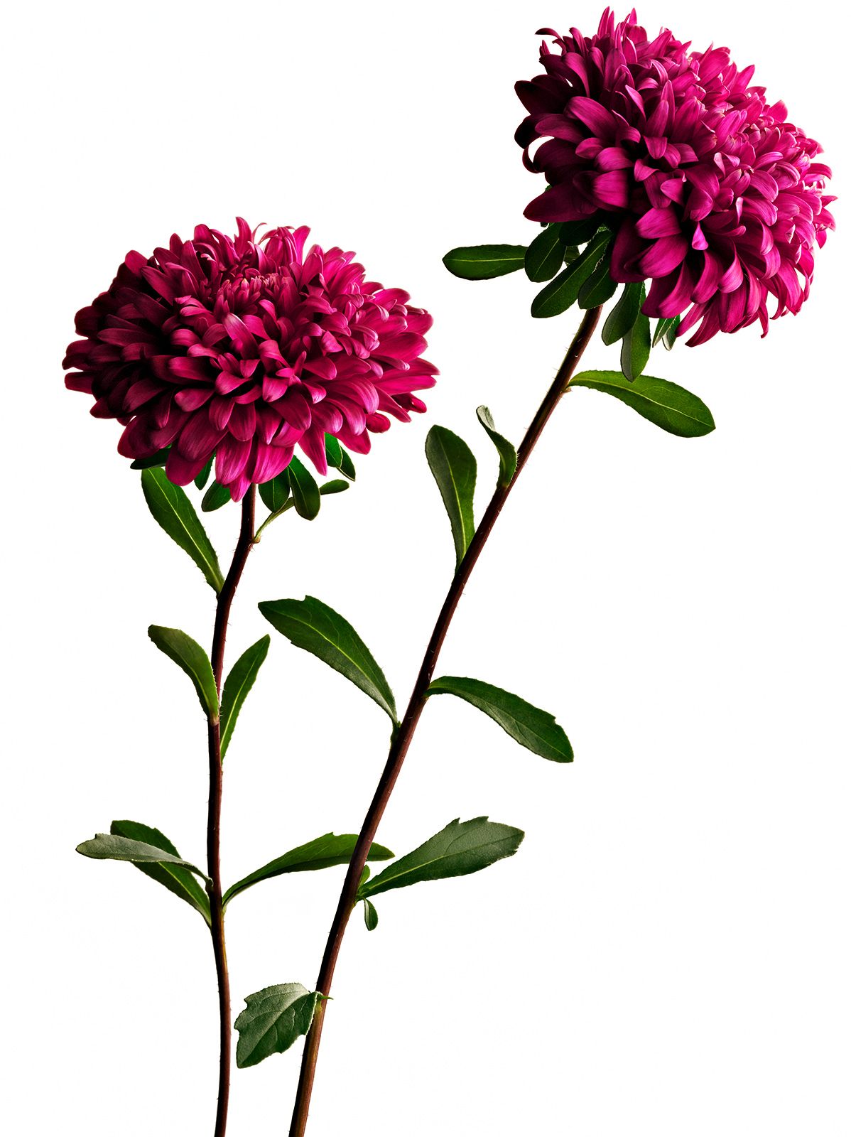 BLUMEN / ASTER