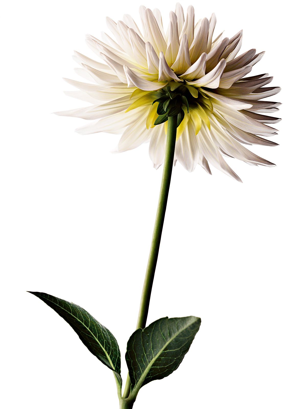 BLUMEN / DAHLIE Nr.2