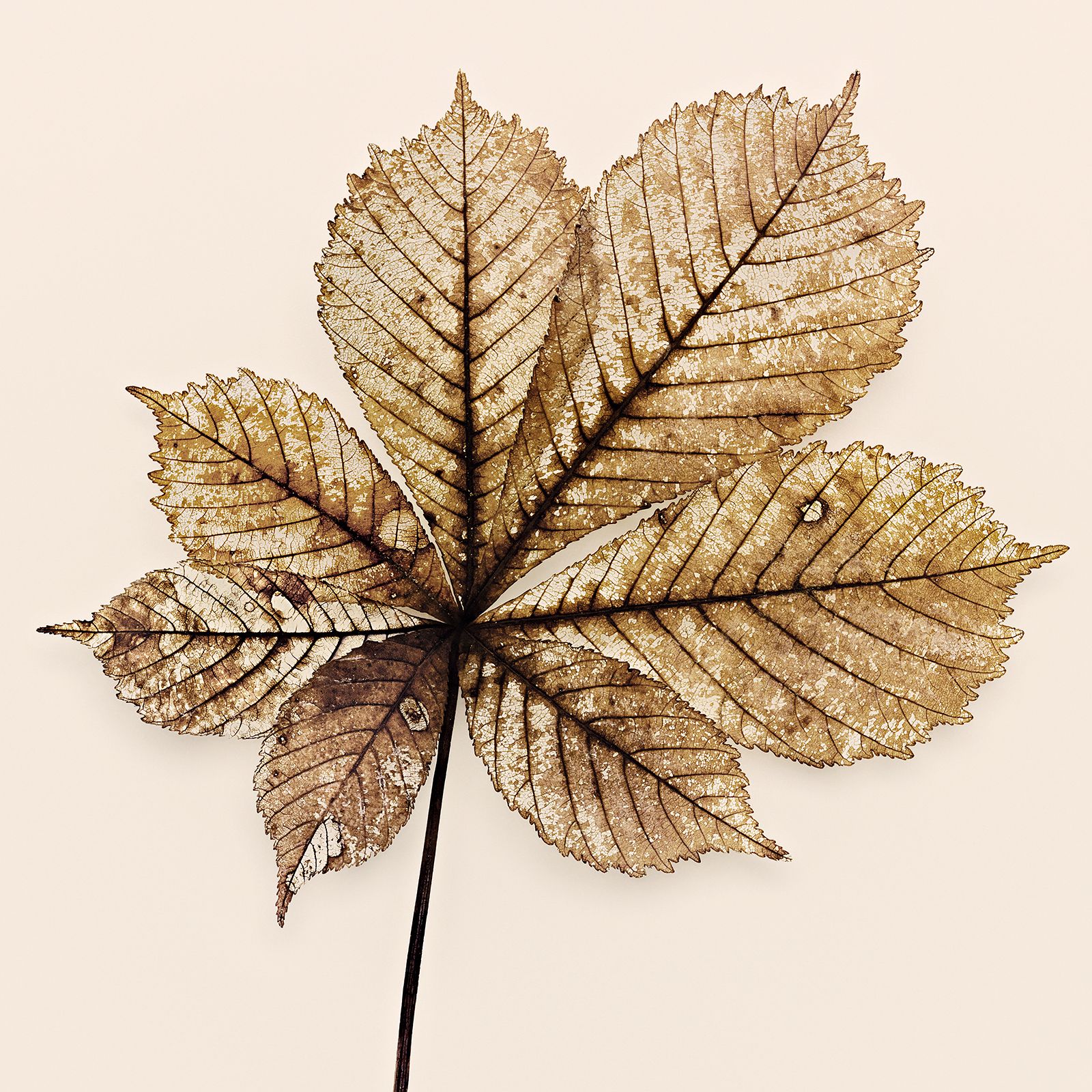 VERMODERTES LAUB / ROSSKASTANIE