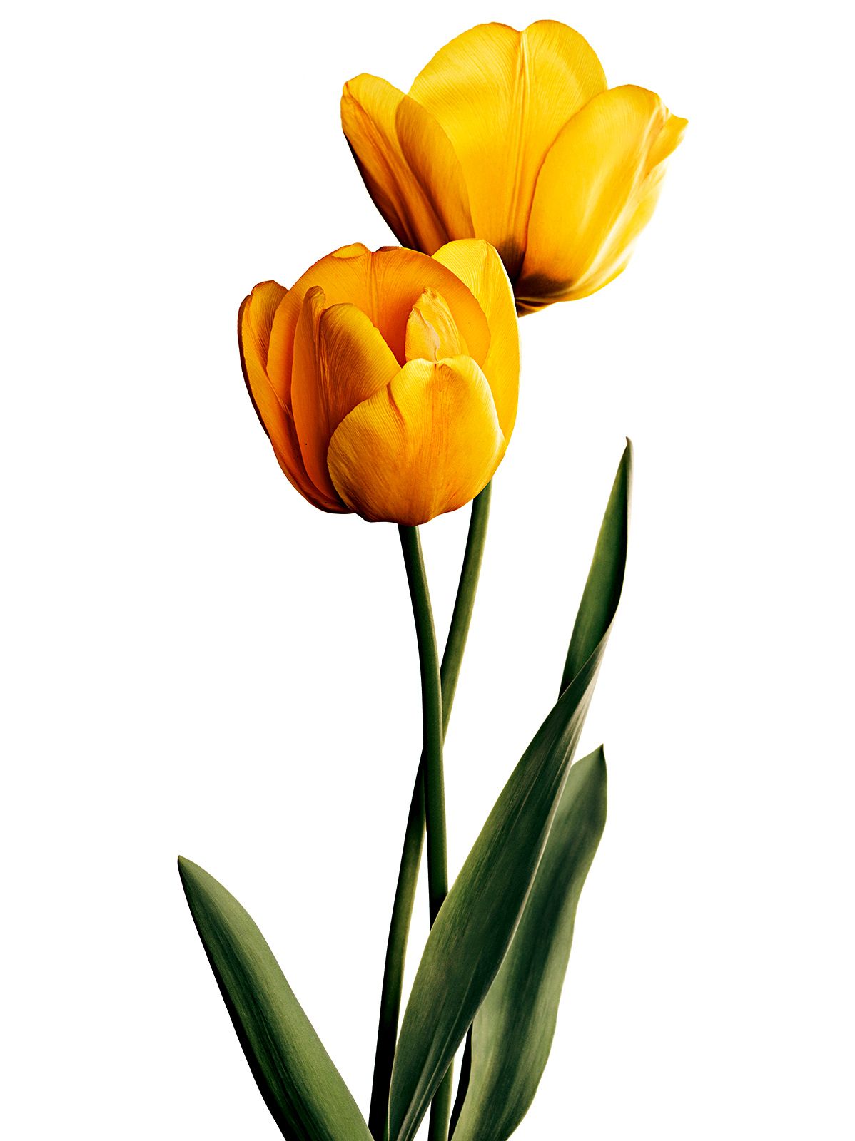 BLUMEN / TULPE