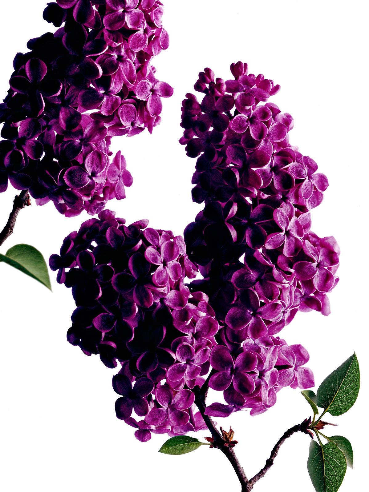 BLUMEN / FLIEDER