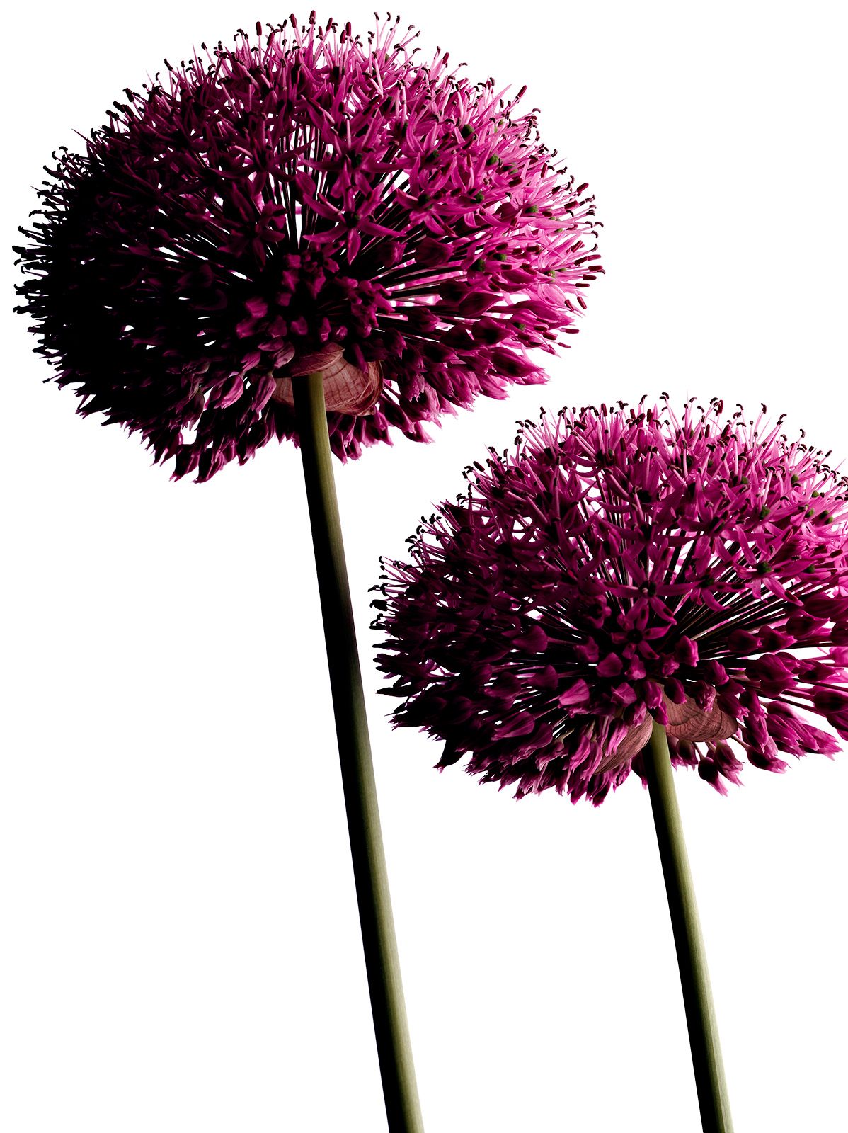 BLUMEN / ZIERLAUCH