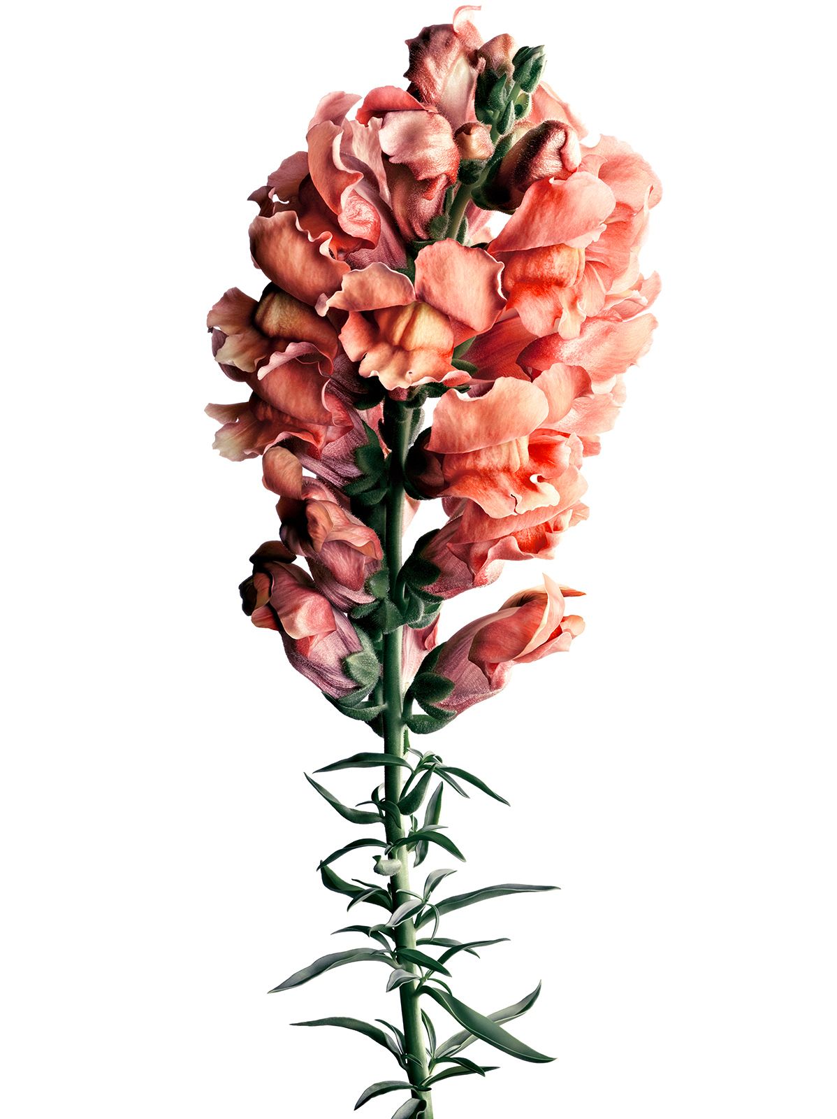 BLUMEN / LÖWENMAUL