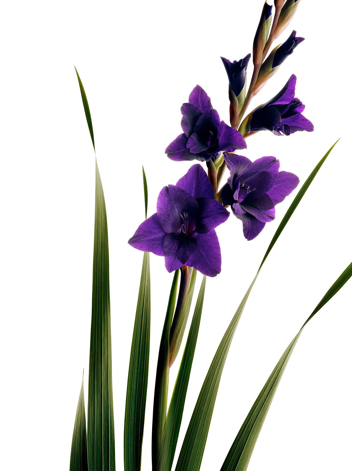 BLUMEN / GLADIOLE