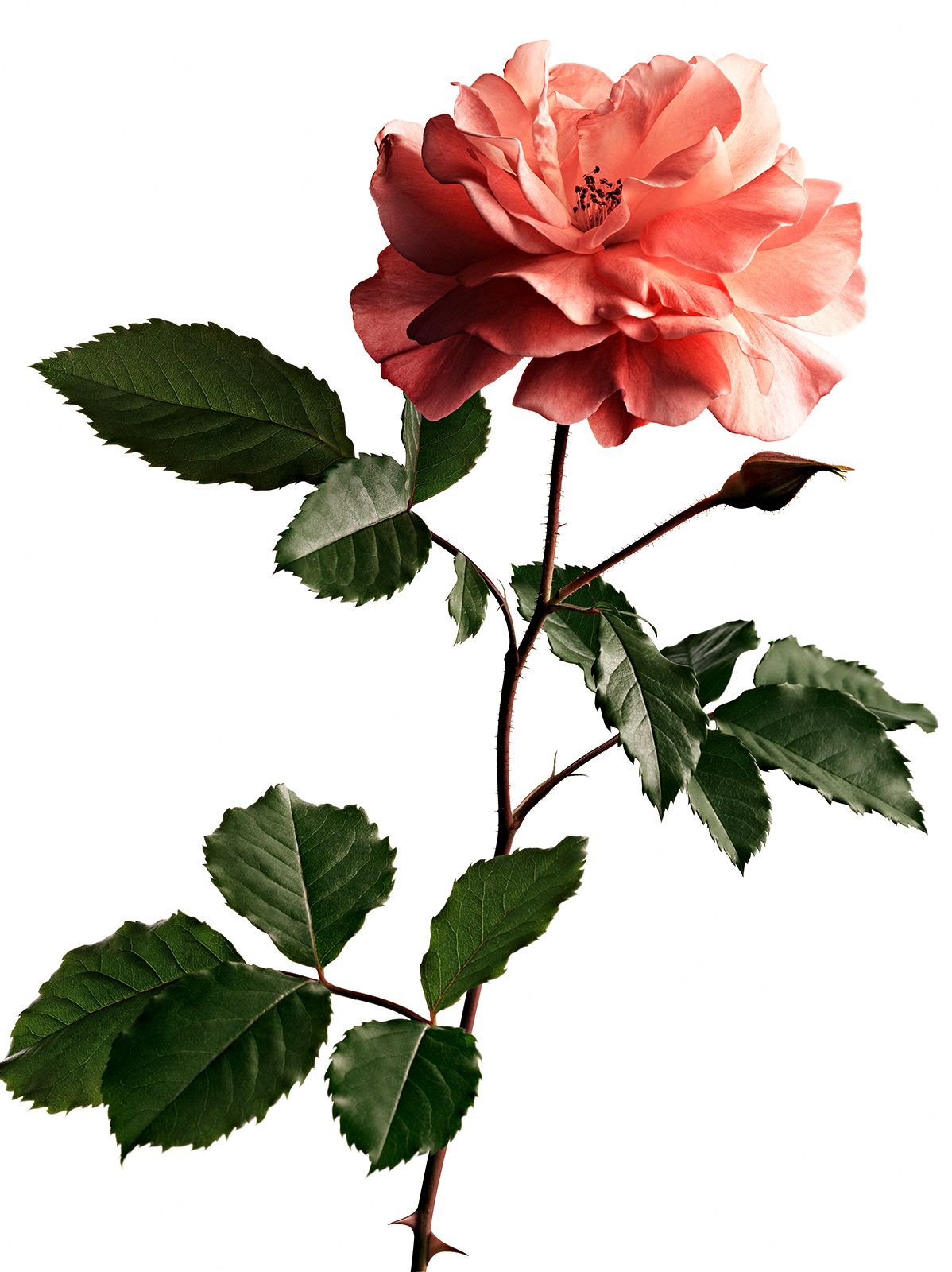 BLUMEN / ROSE