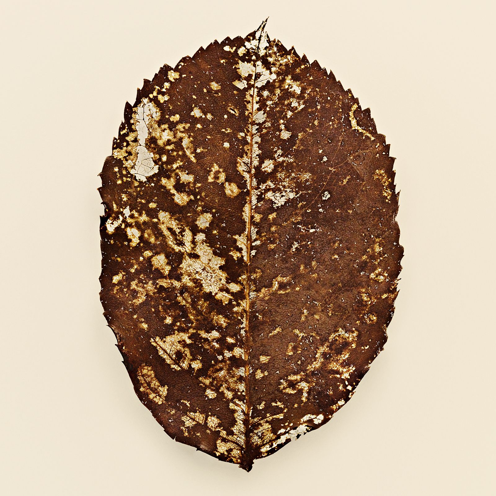 VERMODERTES LAUB / APFELBAUM