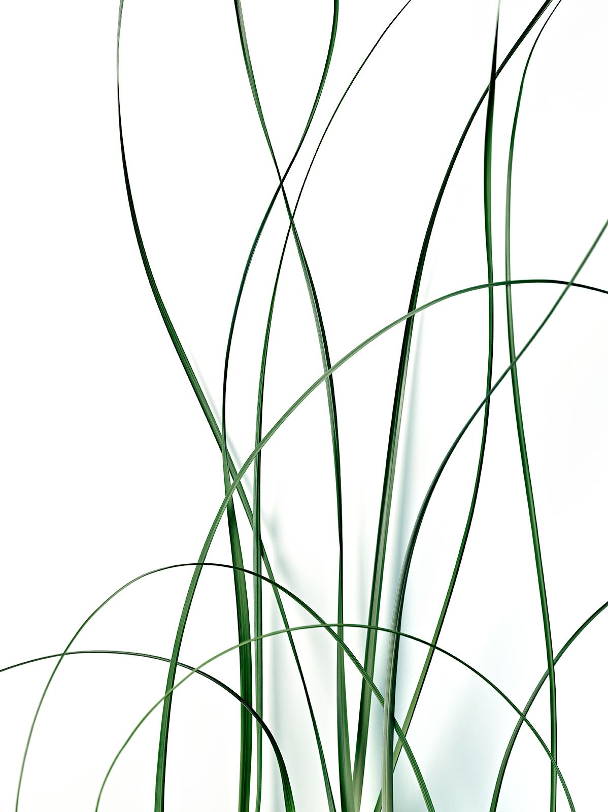 GRÄSER Nr.1