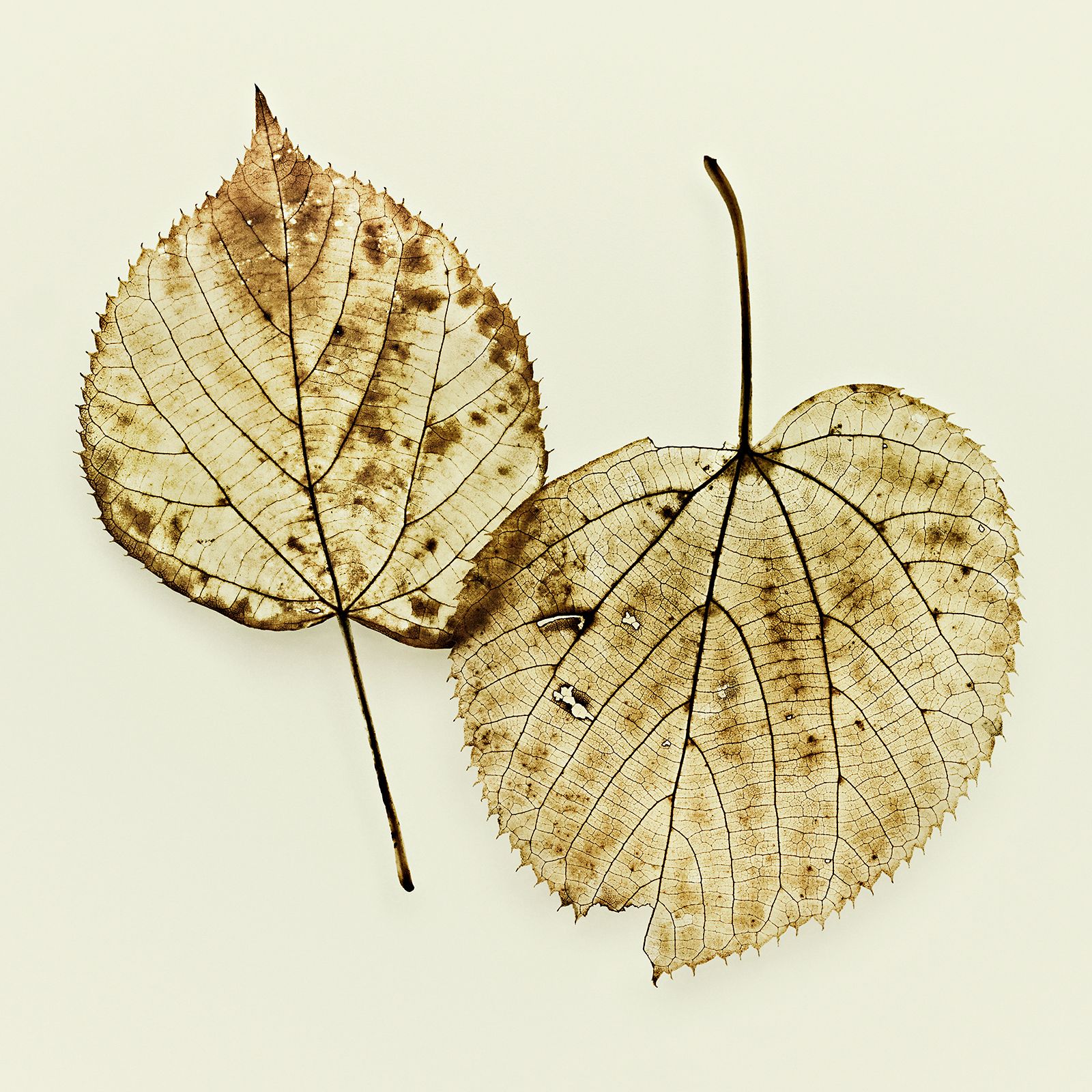 VERMODERTES LAUB / LINDE