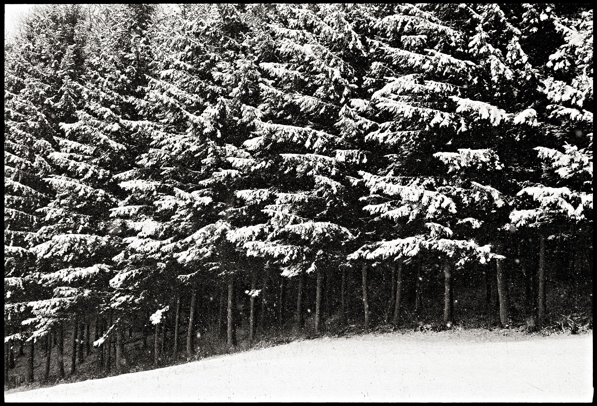 LANDSCHAFTEN / VOGELHUBER-WALD