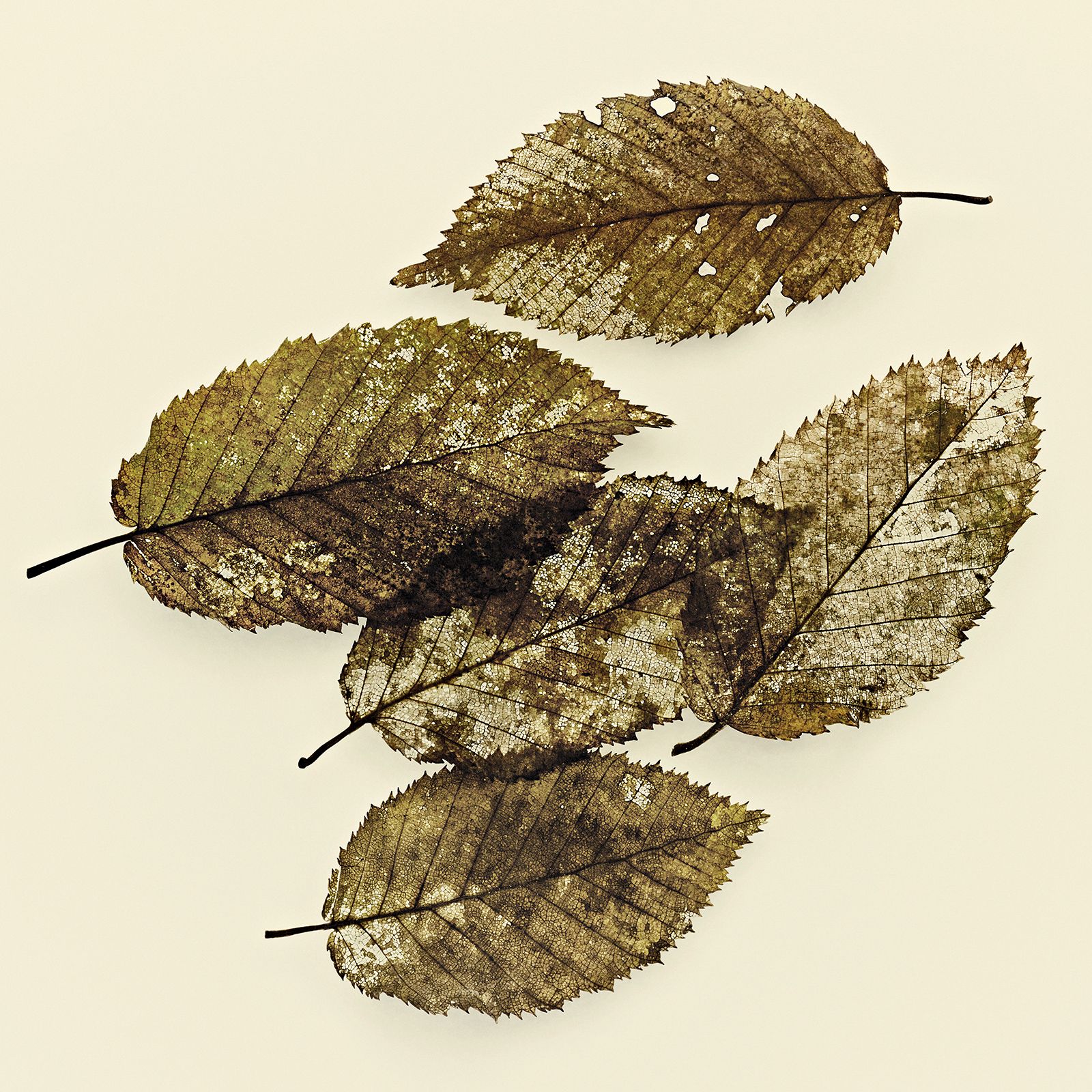 VERMODERTES LAUB / HAINBUCHE