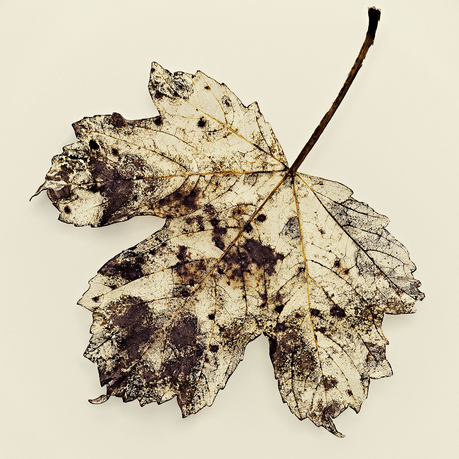 VERMODERTES LAUB / AHORN Nr.1