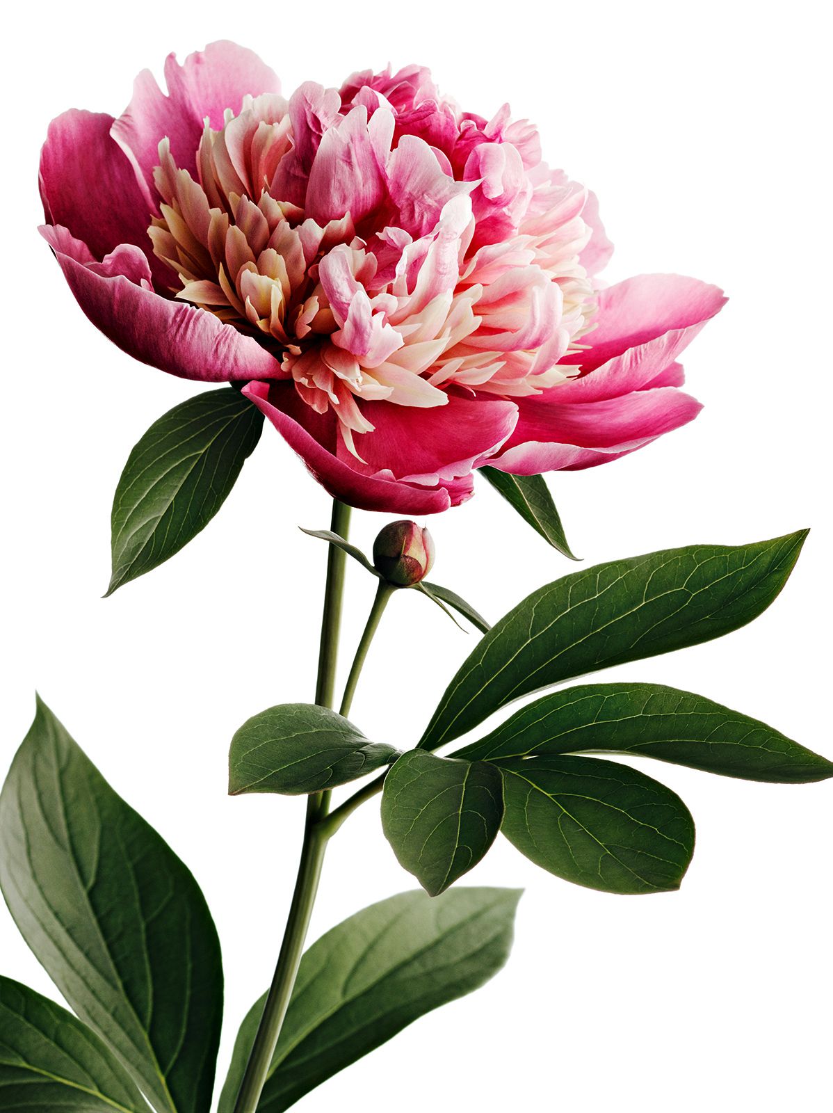 BLUMEN / PFINGSTROSE Nr.1