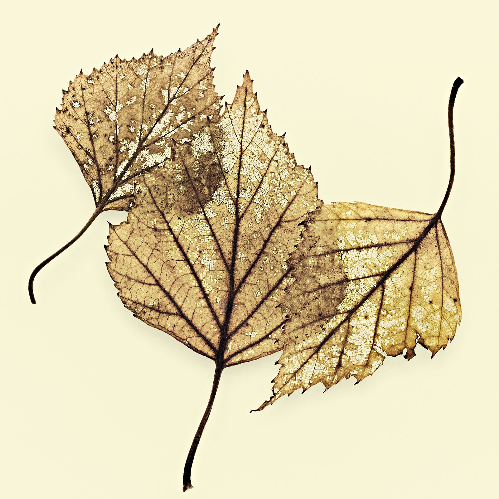 VERMODERTES LAUB / BIRKE