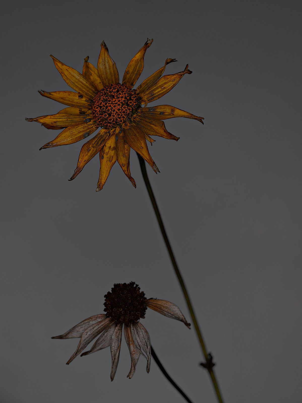 VERBLÜHTE BLUMEN Nr.2