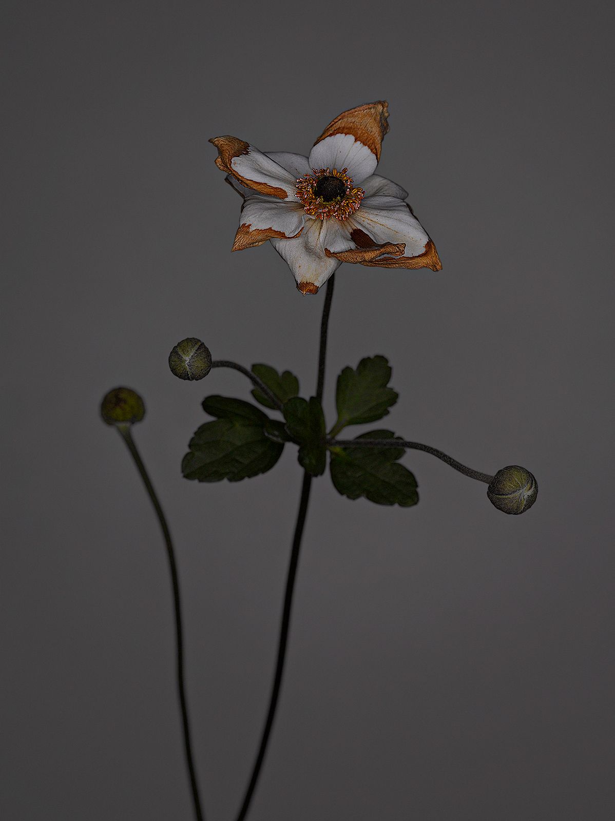 VERBLÜHTE BLUMEN Nr.5