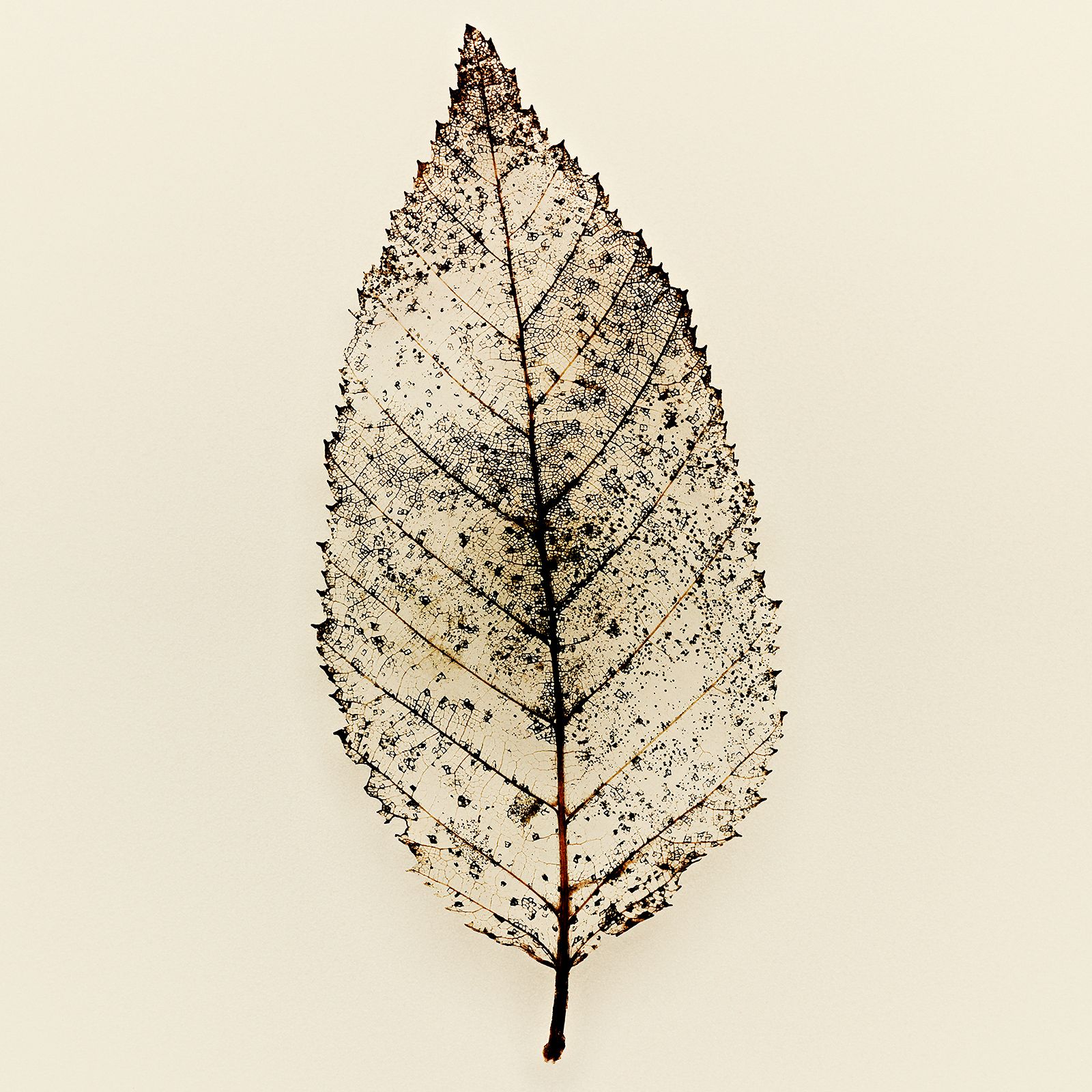 VERMODERTES LAUB / STRAUCHROSE