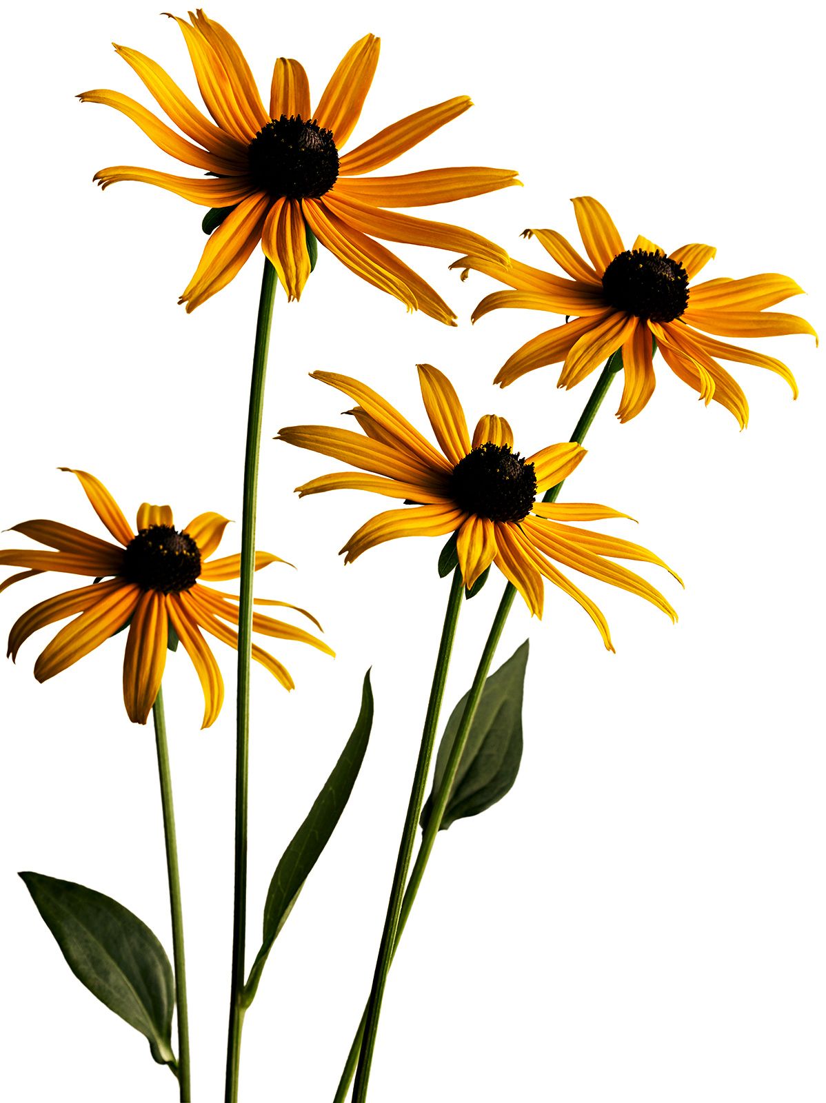 BLUMEN / SONNENHUT