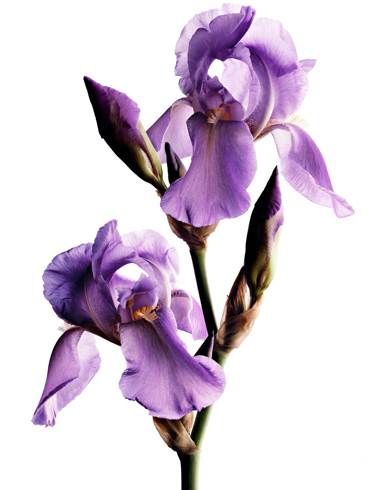 BLUMEN / IRIS