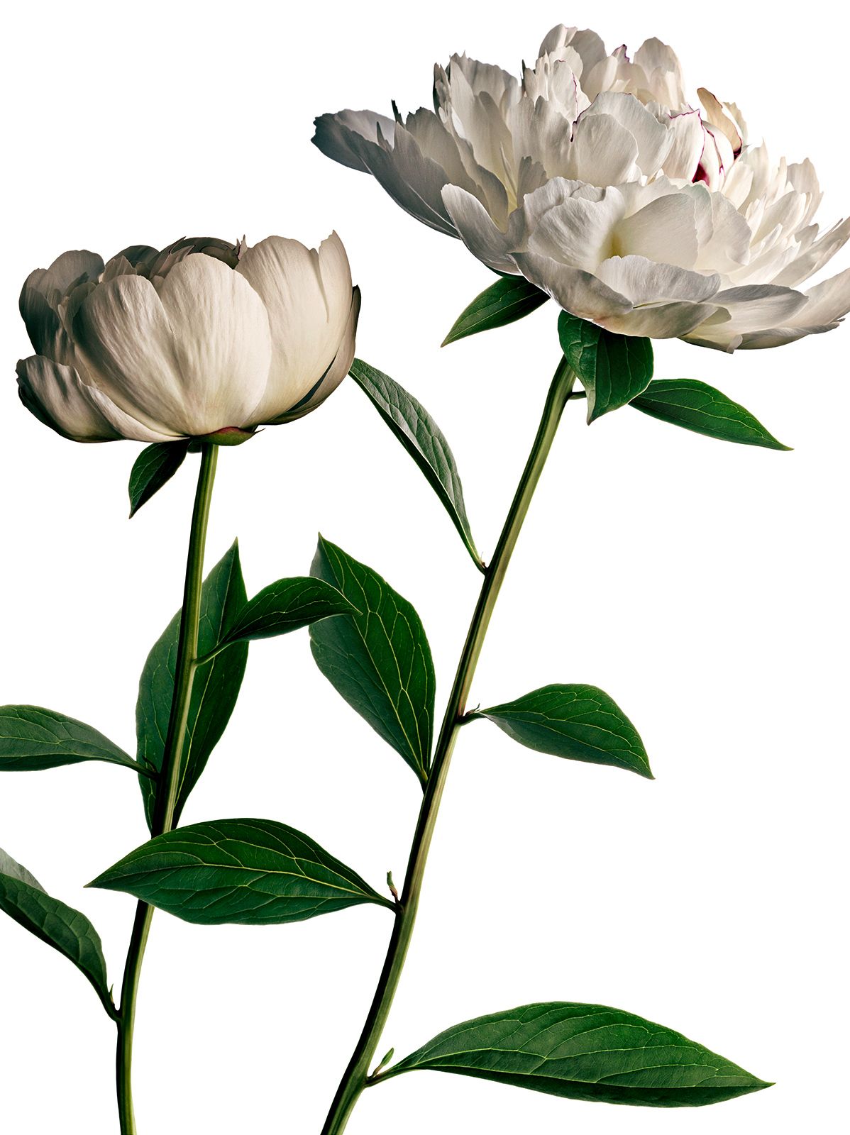 BLUMEN / PFINGSTROSE Nr.2