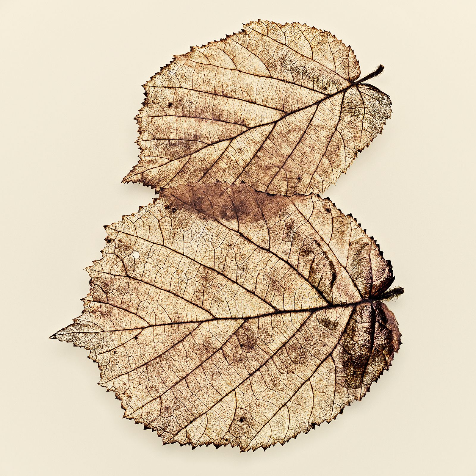 VERMODERTES LAUB / HASELNUSSSTRAUCH Nr.2