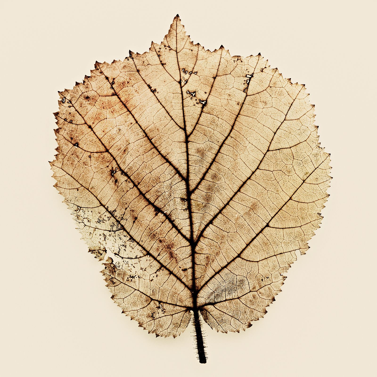 VERMODERTES LAUB / HASELNUSSSTRAUCH Nr.1