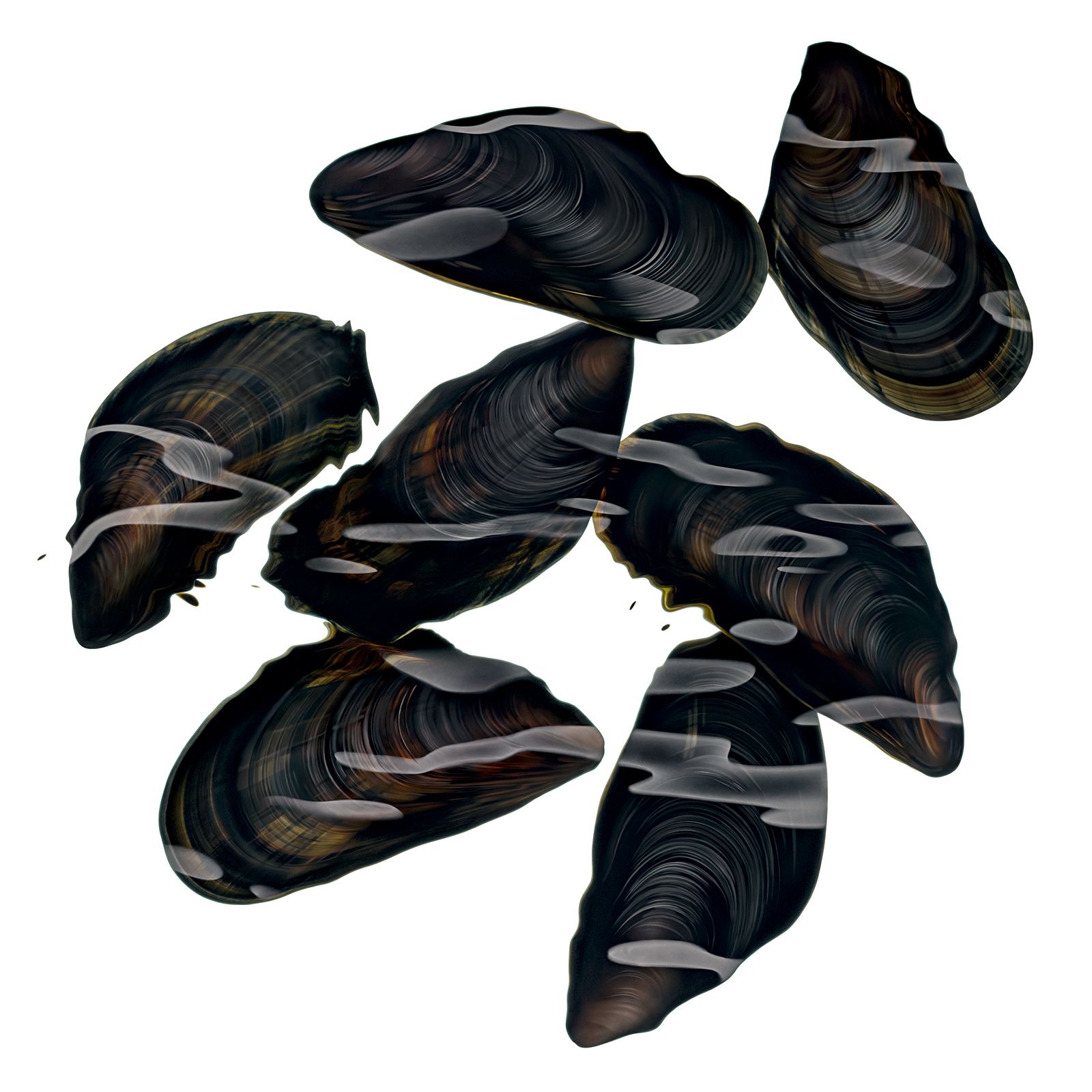 SACHAUFNAHMEN / MIESMUSCHELN