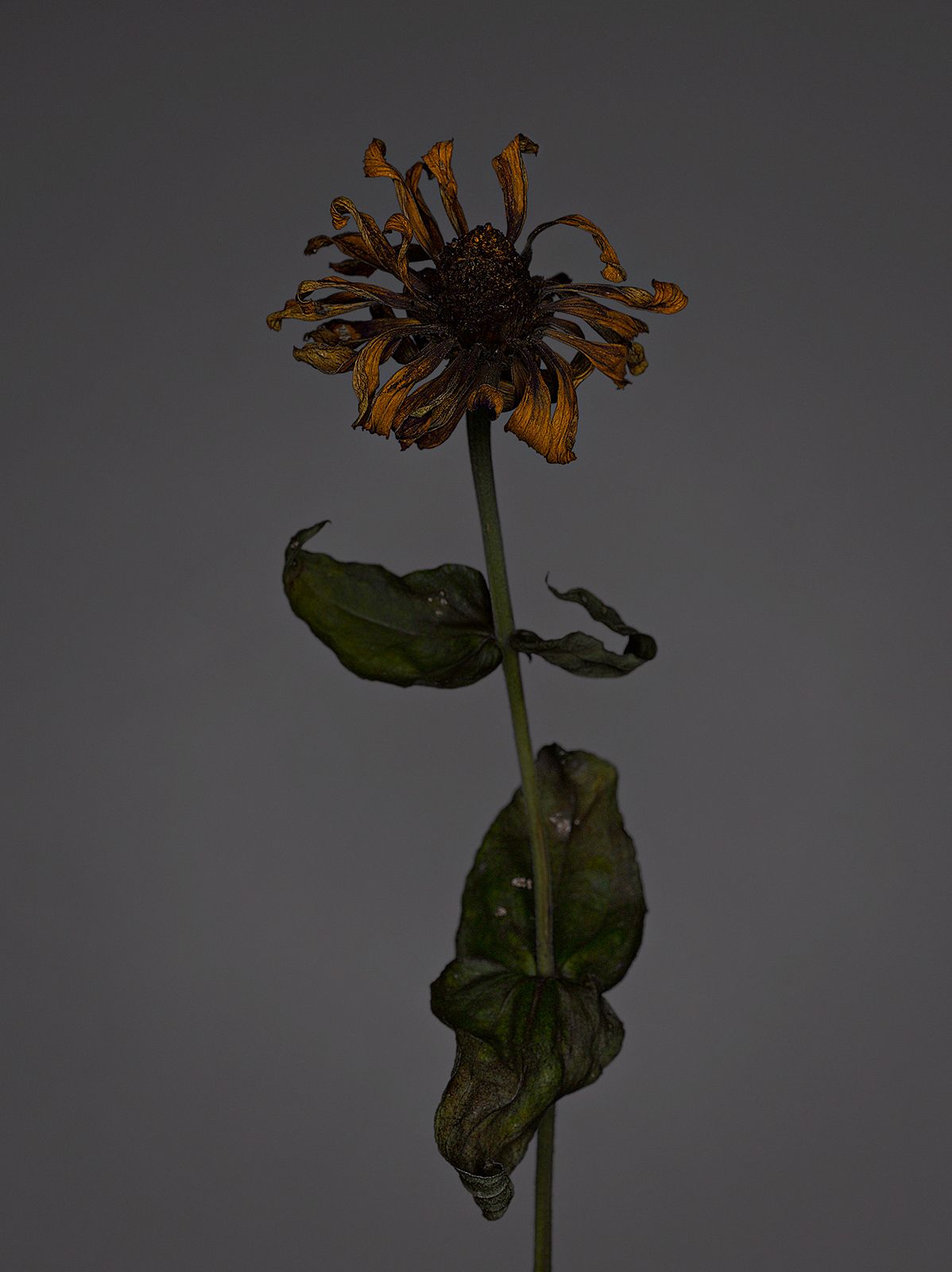 VERBLÜHTE BLUMEN Nr.4