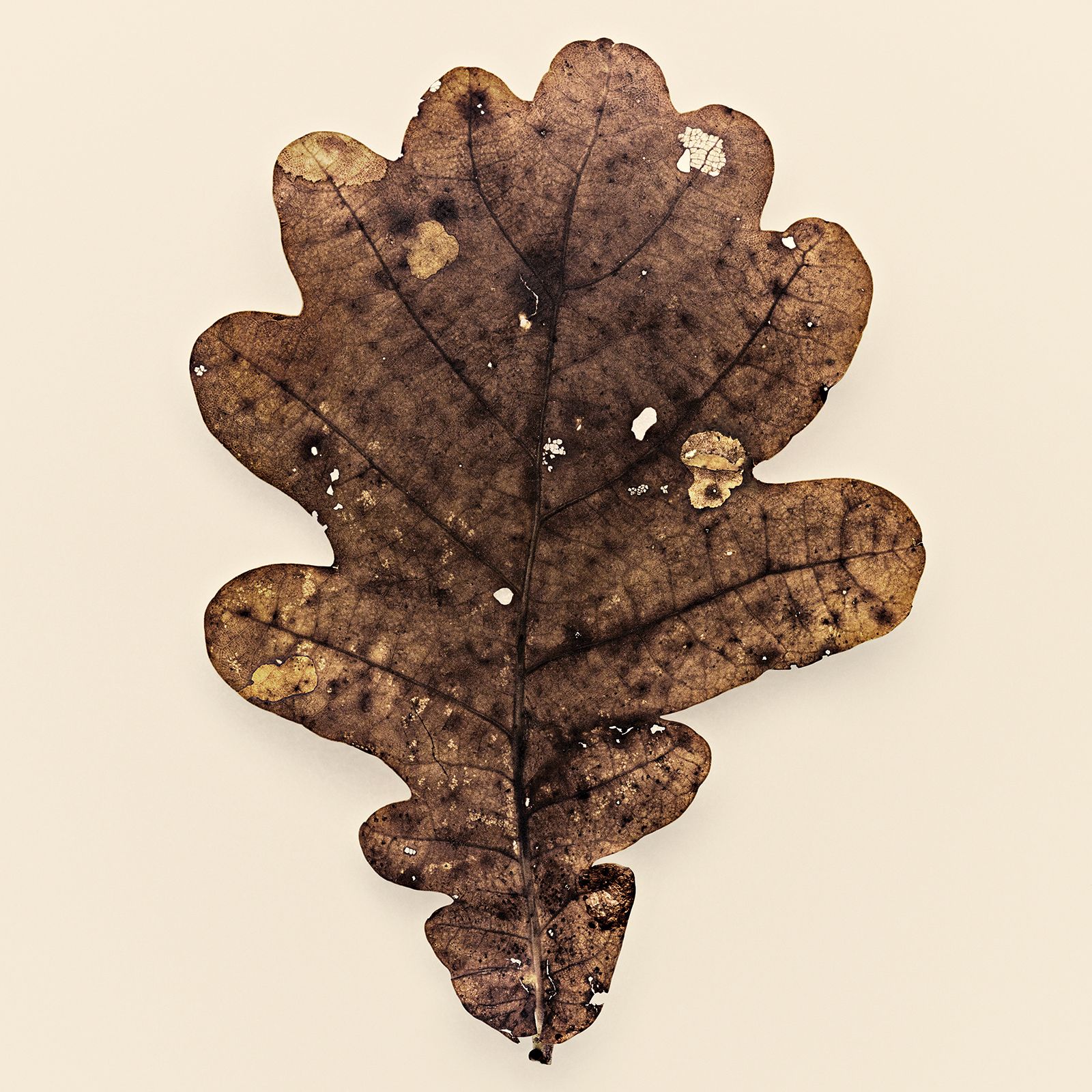 VERMODERTES LAUB / EICHE